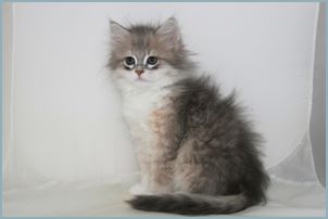 Male Siberian Kitten from Deedlebug Siberian